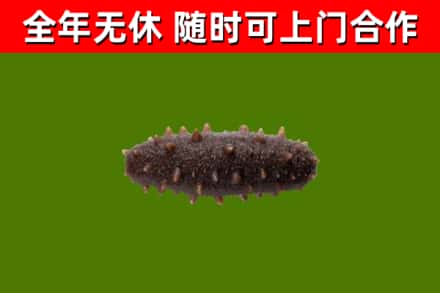 营口烟酒回收干海参.jpg